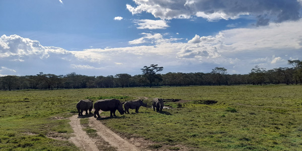 Safaris kenia 5 días