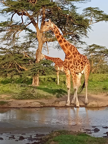 safaria a kenia 5 dias