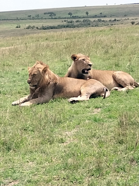 safari a kenia 6 dias