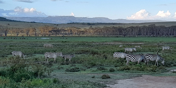 Safaris Kenia 6 días