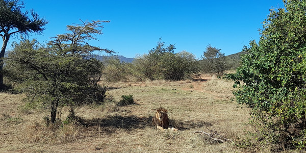 Safaris kenia 7 días