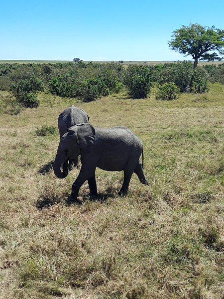 safaris a kenia 10 dias