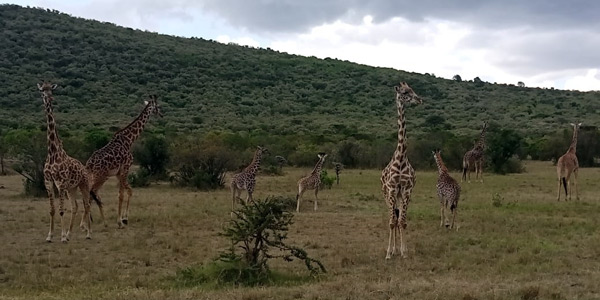 safari kenia 10 dias