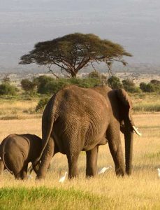 precios safaris en kenia