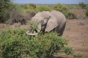 Elefante