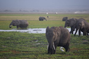 Elefantes en Amboseli