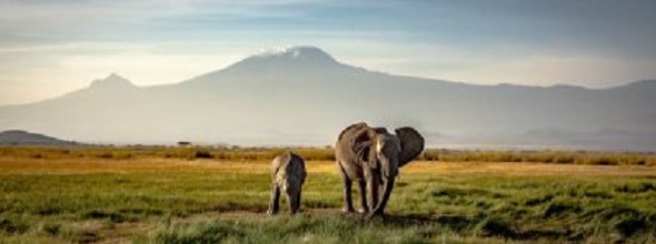 Cual es la mejor época para hacer un safari en Kenia