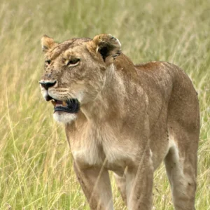 León en Kenia