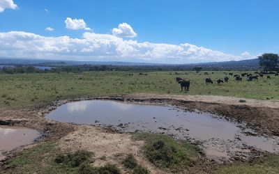 Qué parques visitar en un safari en Kenia