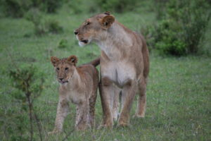 Leones en masai mara