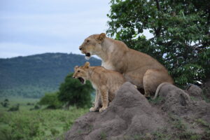 Leones en Masai mara