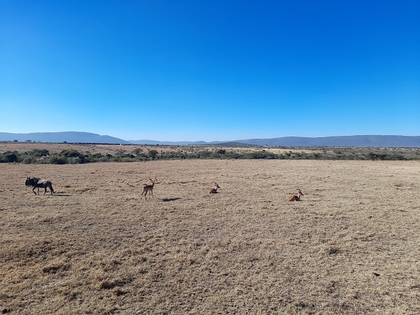 Reserva Nacional Masái Mara