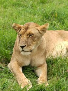 Leona en masai amra