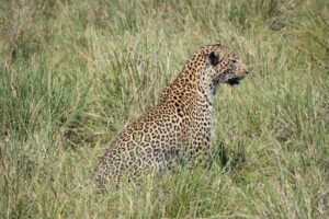 Leopardo