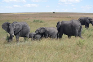 Elefante Kenia