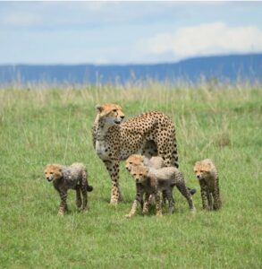 Familia de guepardos
