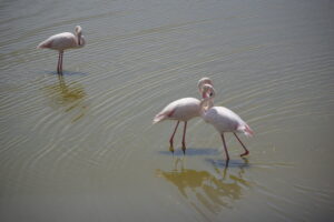 Flamencos