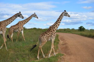 Jirafas en Kenia