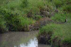 Leopardo en masai mara