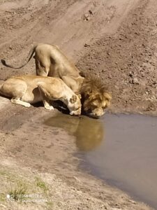 Pareja de leones