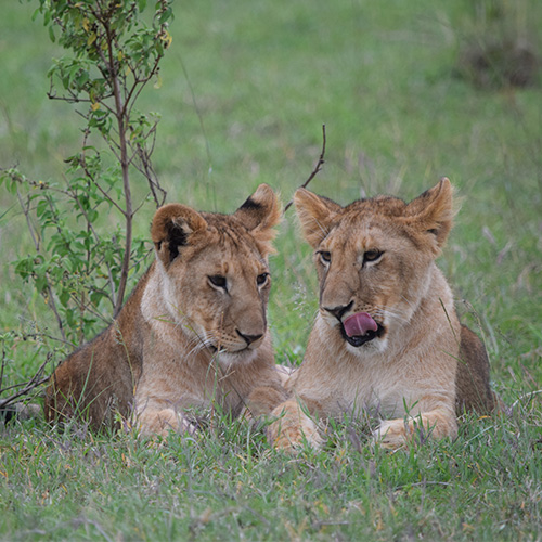 Fauna de Kenia: animales que puedes ver en un safari