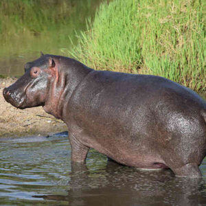 hipopotamo safaris en kenia